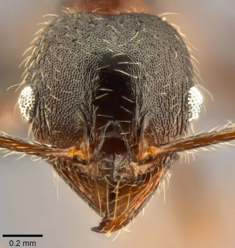 Pheidole kohli specimen CASENT0283065 image casent0283065_2