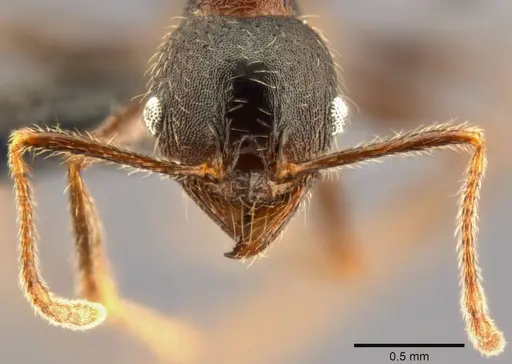 Pheidole kohli specimen CASENT0283065 image casent0283065_3