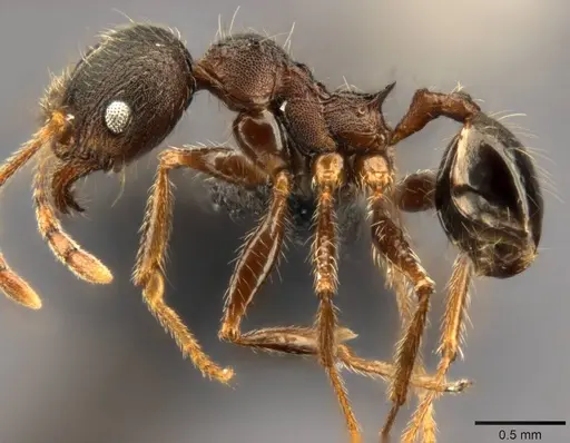 Pheidole kohli specimen CASENT0283065 image casent0283065_4