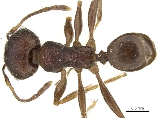 Pheidole kohli specimen CASENT0906618 image casent0906618_1