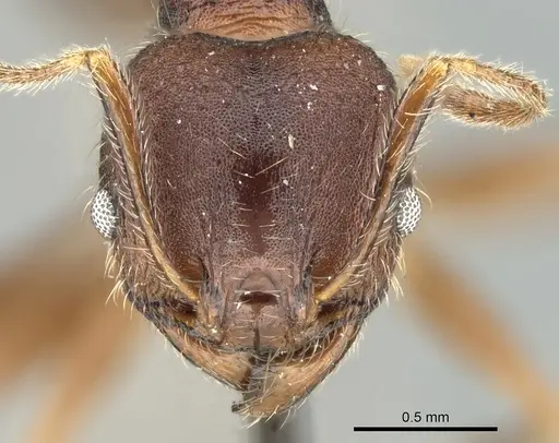 Pheidole kohli specimen CASENT0906618 image casent0906618_2