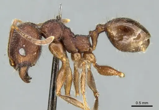 Pheidole kohli specimen CASENT0906618 image casent0906618_3