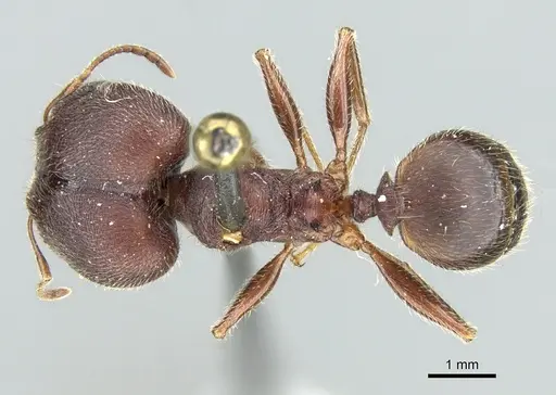 Pheidole kohli specimen CASENT0906619 image casent0906619_1