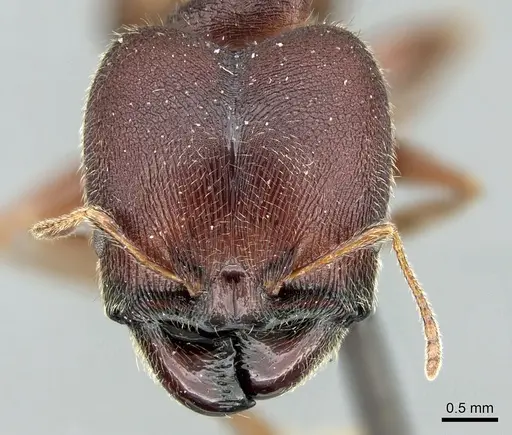 Pheidole kohli specimen CASENT0906619 image casent0906619_2