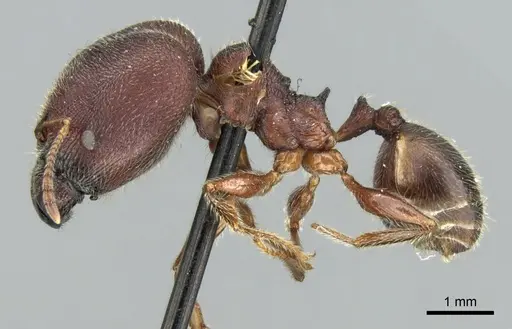 Pheidole kohli specimen CASENT0906619 image casent0906619_3