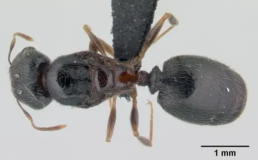 Pheidole komori specimen CASENT0147143 image casent0147143_1