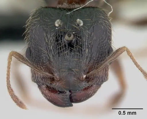 Pheidole komori specimen CASENT0147143 image casent0147143_2