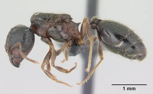 Pheidole komori specimen CASENT0147143 image casent0147143_3