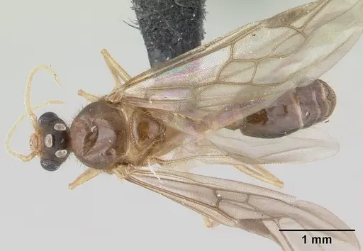 Pheidole komori specimen CASENT0147144 image casent0147144_1