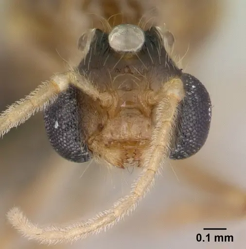 Pheidole komori specimen CASENT0147144 image casent0147144_2
