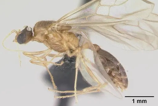 Pheidole komori specimen CASENT0147144 image casent0147144_3