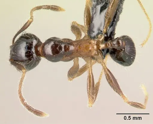 Pheidole komori specimen CASENT0147145 image casent0147145_1