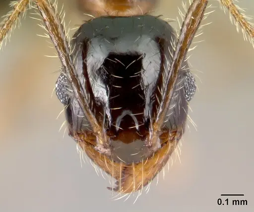 Pheidole komori specimen CASENT0147145 image casent0147145_2