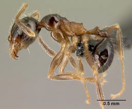 Pheidole komori specimen CASENT0147145 image casent0147145_3