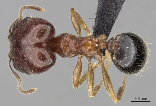 Pheidole komori specimen CASENT0147188 image casent0147188_1