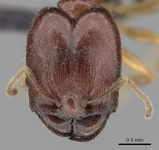 Pheidole komori specimen CASENT0147188 image casent0147188_2