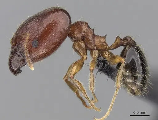 Pheidole komori specimen CASENT0147188 image casent0147188_3