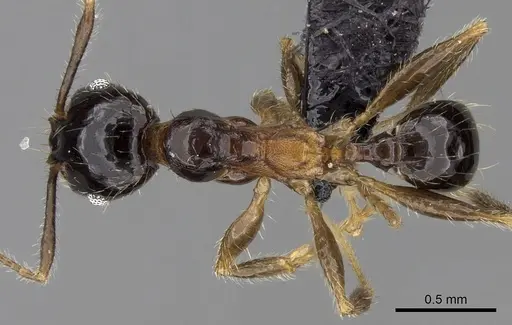 Pheidole komori specimen CASENT0149121 image casent0149121_1