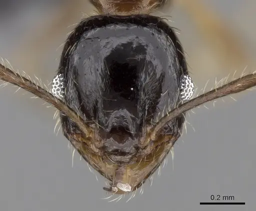 Pheidole komori specimen CASENT0149121 image casent0149121_2