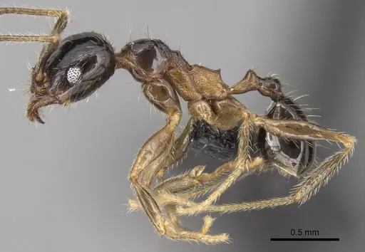 Pheidole komori specimen CASENT0149121 image casent0149121_3