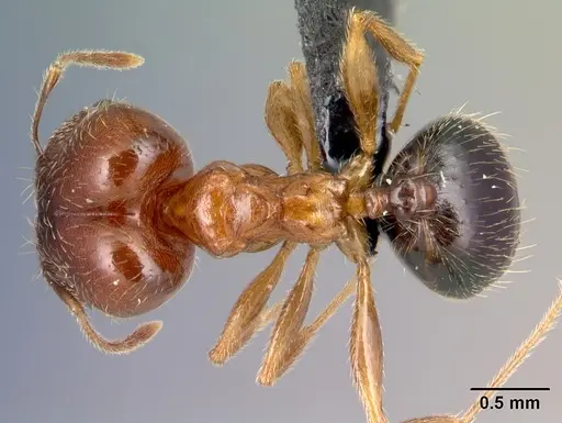 Pheidole komori specimen CASENT0179500 image casent0179500_1