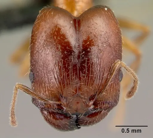 Pheidole komori specimen CASENT0179500 image casent0179500_2