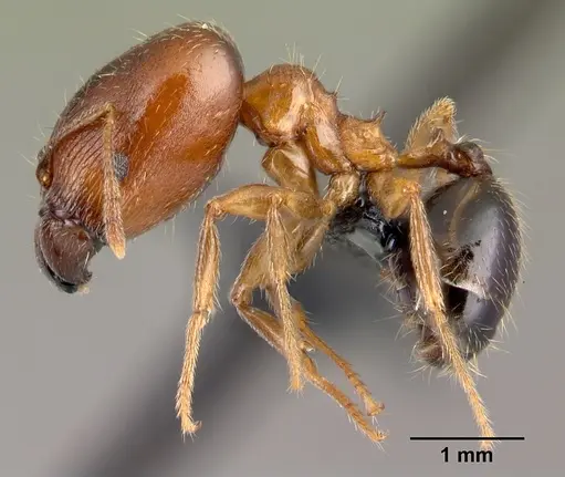 Pheidole komori specimen CASENT0179500 image casent0179500_3