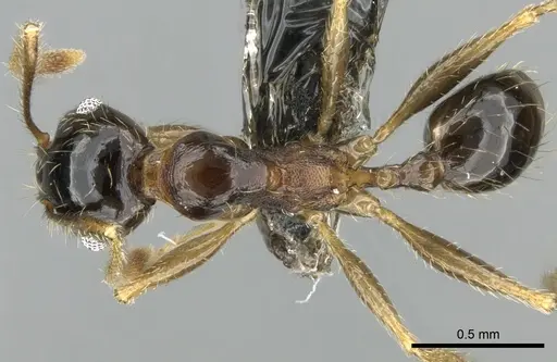 Pheidole komori specimen CASENT0319245 image casent0319245_1