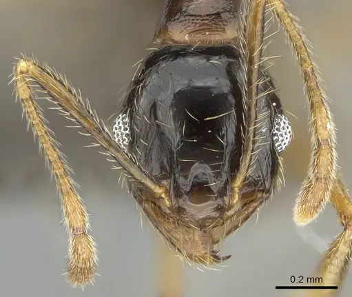 Pheidole komori specimen CASENT0319245 image casent0319245_2