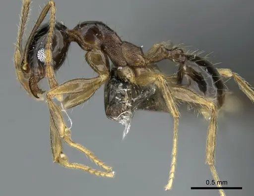 Pheidole komori specimen CASENT0319245 image casent0319245_3