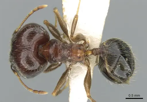 Pheidole komori specimen CASENT0319246 image casent0319246_1