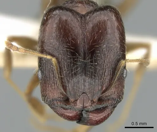 Pheidole komori specimen CASENT0319246 image casent0319246_2
