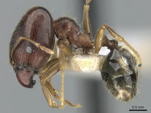 Pheidole komori specimen CASENT0319246 image casent0319246_3
