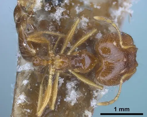 Pheidole koshewnikovi specimen ANTWEB1038025 image antweb1038025_1