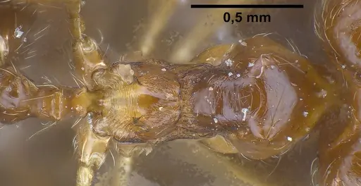Pheidole koshewnikovi specimen ANTWEB1038025 image antweb1038025_2