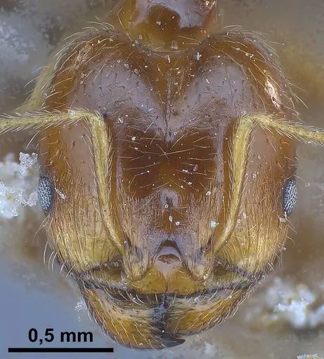 Pheidole koshewnikovi specimen ANTWEB1038025 image antweb1038025_3