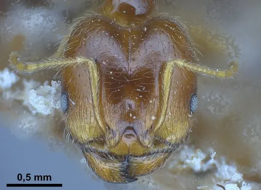 Pheidole koshewnikovi specimen ANTWEB1038025 image antweb1038025_4
