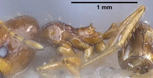 Pheidole koshewnikovi specimen ANTWEB1038025 image antweb1038025_5