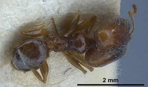 Pheidole koshewnikovi specimen ANTWEB1038026 image antweb1038026_1