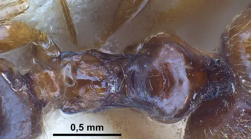 Pheidole koshewnikovi specimen ANTWEB1038026 image antweb1038026_2
