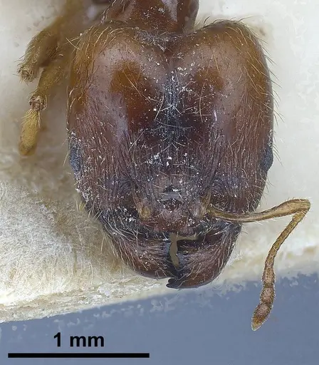 Pheidole koshewnikovi specimen ANTWEB1038026 image antweb1038026_3