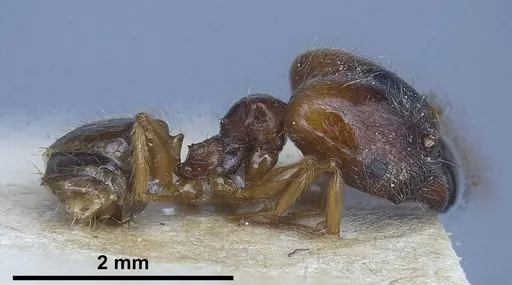Pheidole koshewnikovi specimen ANTWEB1038026 image antweb1038026_4