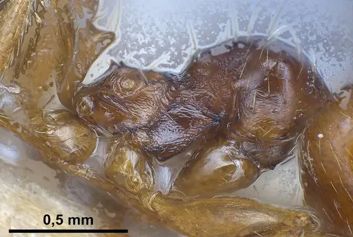 Pheidole koshewnikovi specimen ANTWEB1038026 image antweb1038026_5