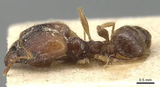 Pheidole koshewnikovi specimen CASENT0904193 image casent0904193_1