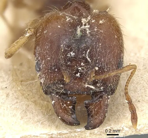 Pheidole koshewnikovi specimen CASENT0904193 image casent0904193_2
