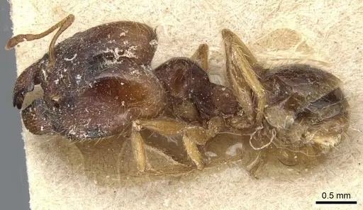 Pheidole koshewnikovi specimen CASENT0904193 image casent0904193_3