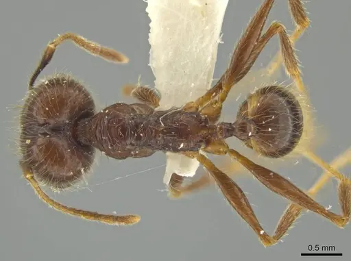 Pheidole kugleri specimen JTLC000016420 image jtlc000016420_1