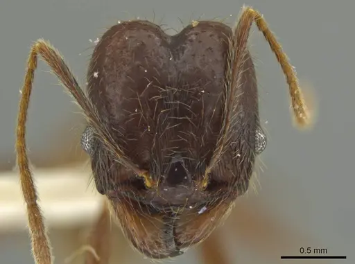 Pheidole kugleri specimen JTLC000016420 image jtlc000016420_2