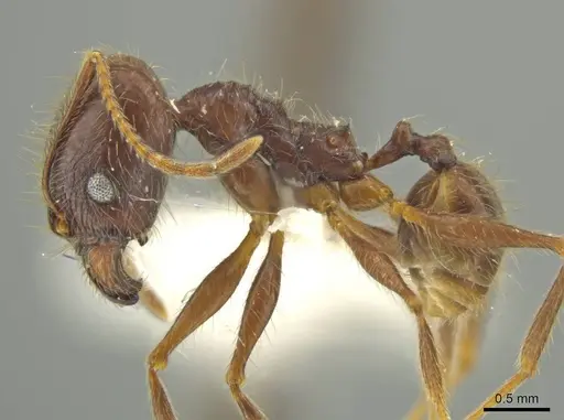 Pheidole kugleri specimen JTLC000016420 image jtlc000016420_3