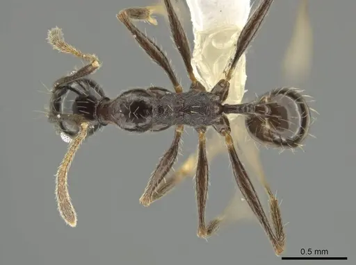 Pheidole kukrana specimen CASENT0624444 image casent0624444_1